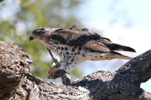 African Cuckoo Hawk Juv
