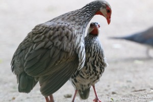 Red-necked Spurfowl