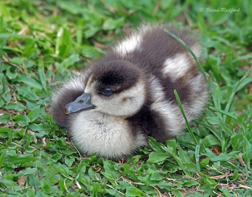 Egyptian Goose chick