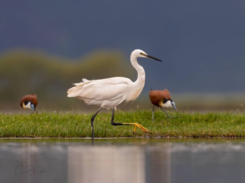 Little Egret and African Jacana