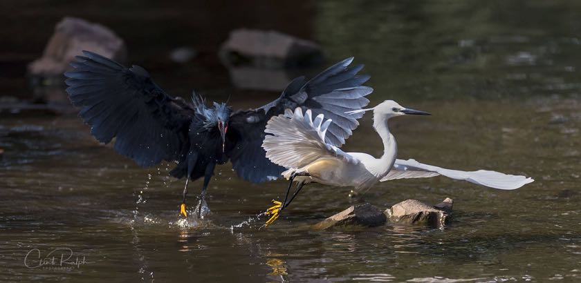 A spat between an angry Black Heron and a Little Egret