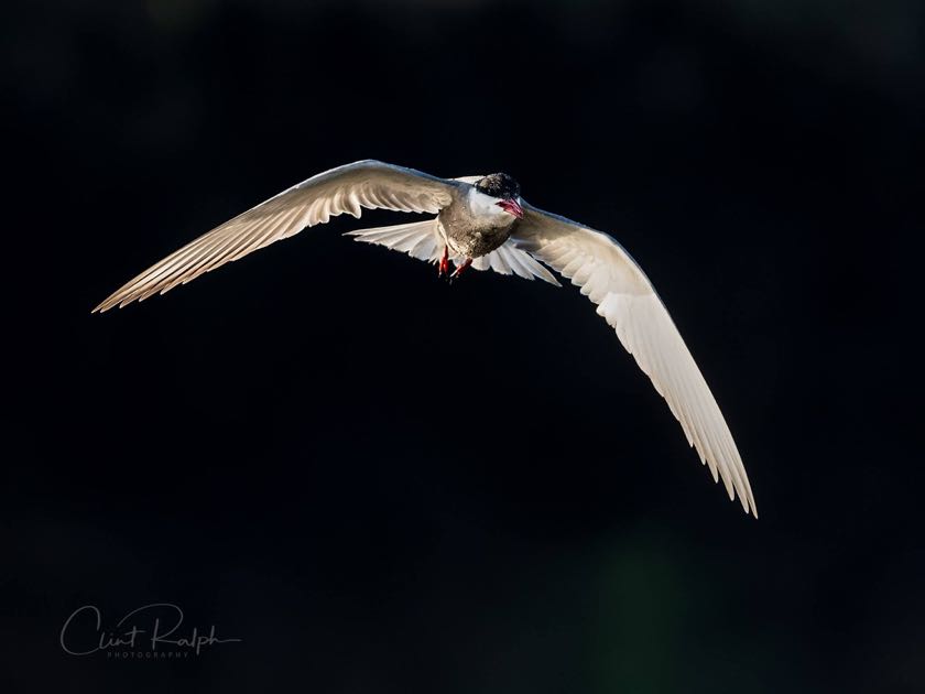 Whiskered tern flies past after a dive in the water