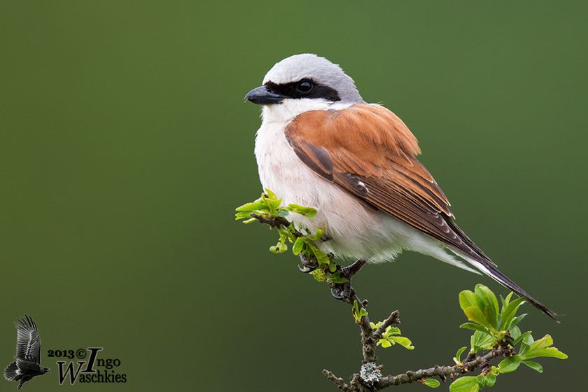 Adult male Red-backed Shrike