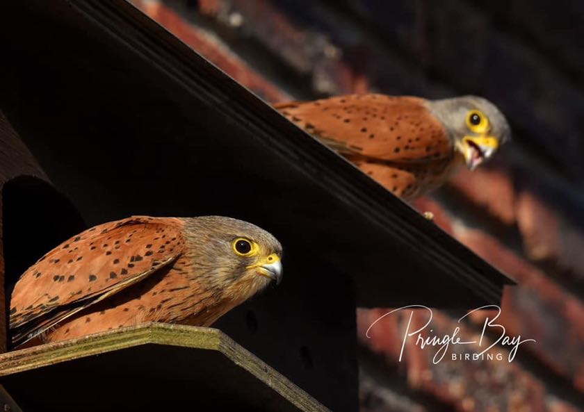 The breeding pair of Rock Kestrels are making a home in a local owl box