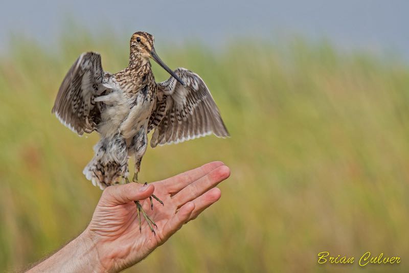 Releasing the African Snipe