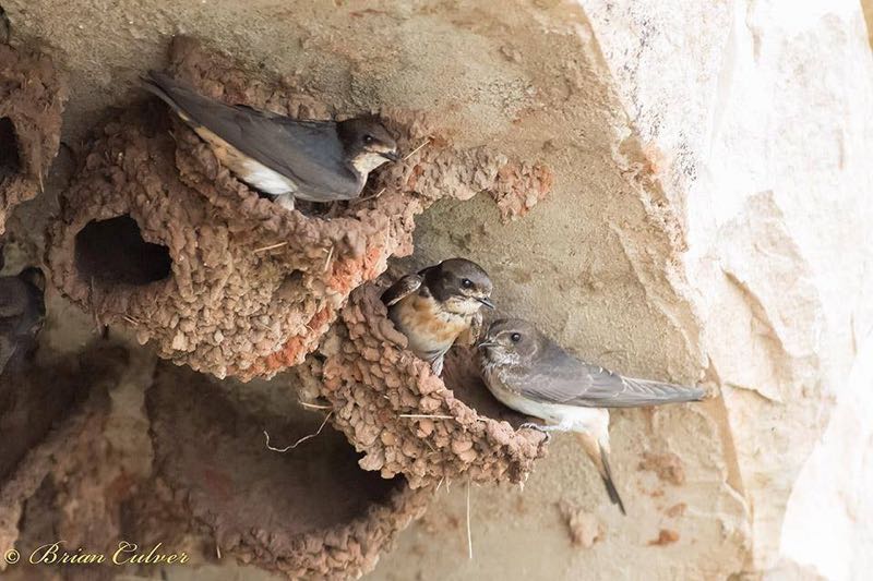 South African Cliff-Swallow at nest