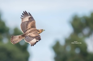 African Hawk-Eagle1