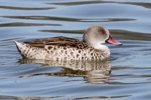 Cape Teal 