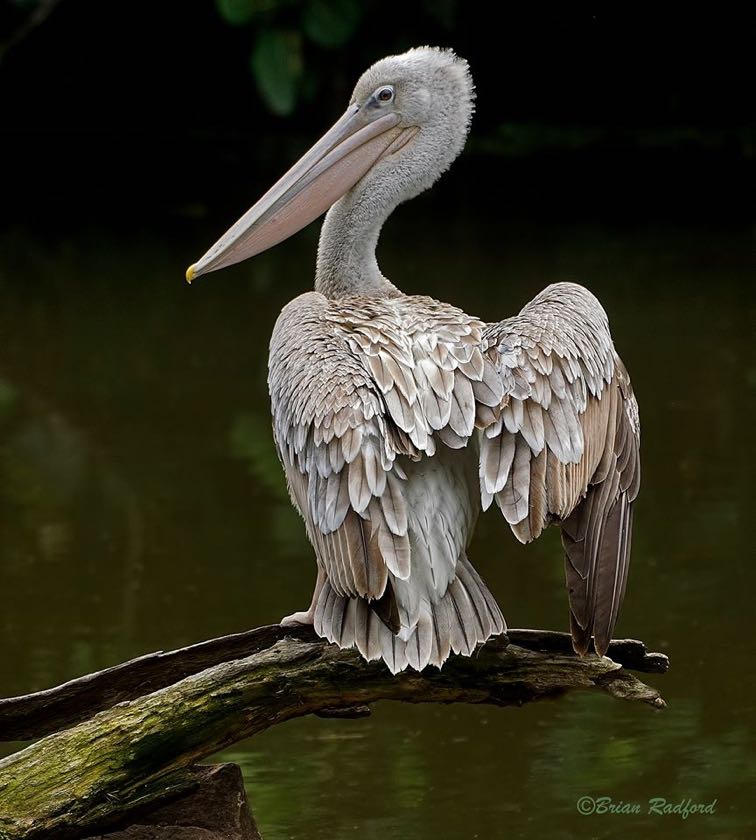 Pink-backed  Pelican