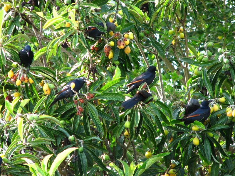 Red-winged Starlings raiding our Loquat tree