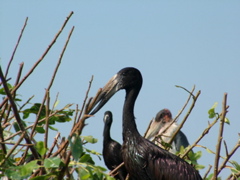 African Openbill and Marabou