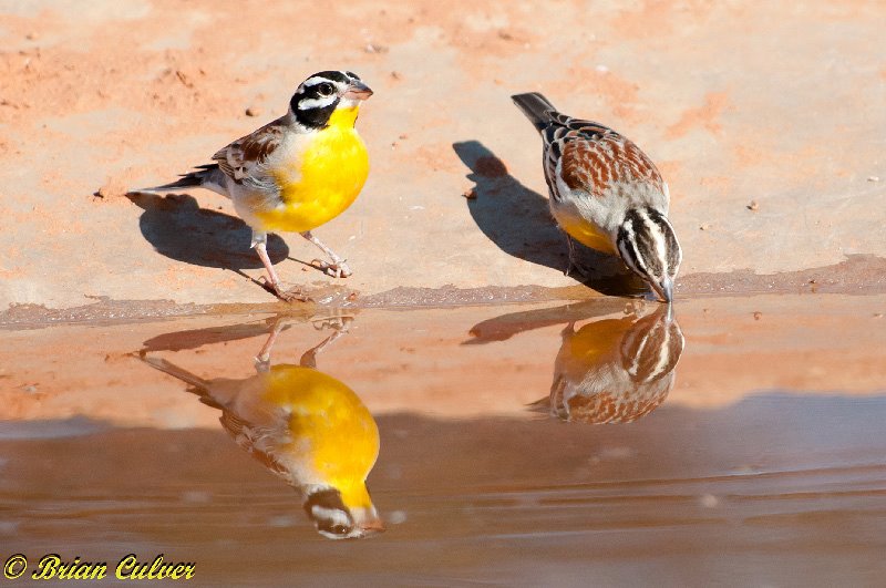 Golden-breasted Bunting - Brian Culver