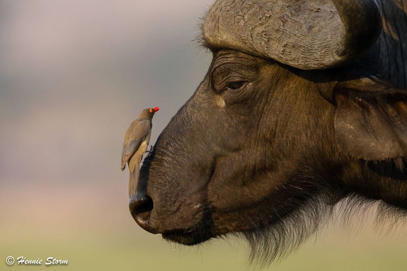 Beauty and the beast - Red-billed Oxpecker