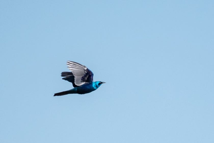 Sharp-tailed Starling