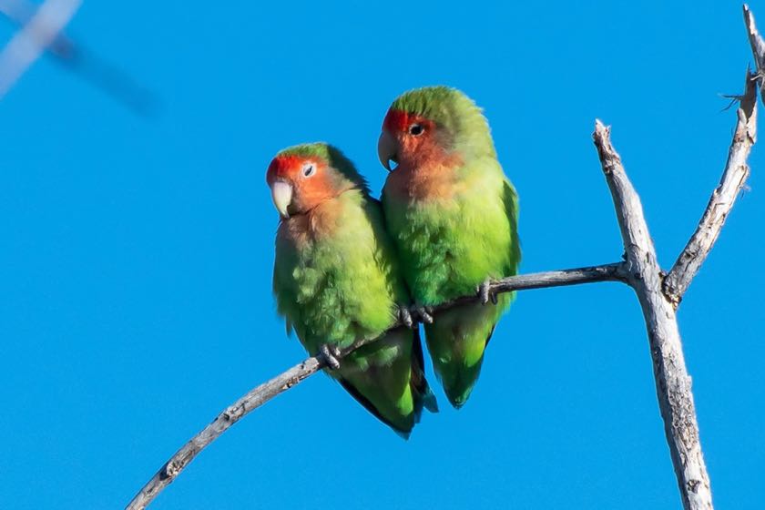 Rosy Faced Lovebirds
