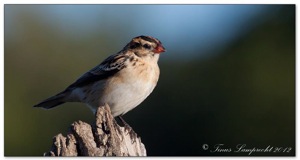 Female Pin-tailed Whydah