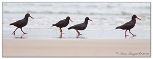 March of the Oystercatchers