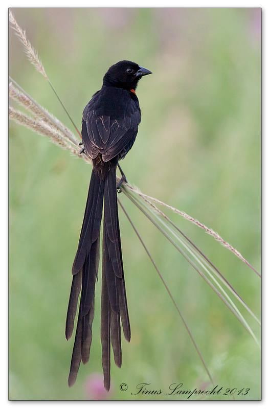862 Red-collared Widowbird