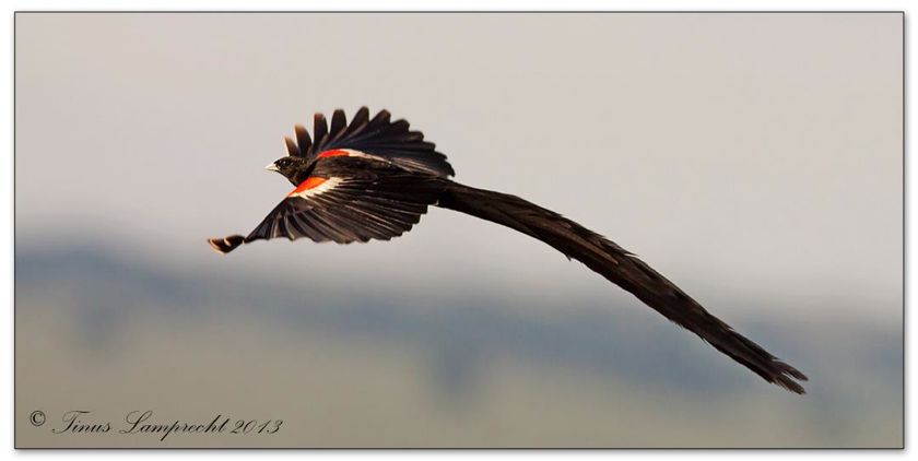 863 Long-tailed Widowbird