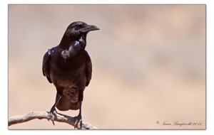 570 Cape Crow