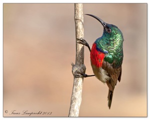 Greater Double Collared Sunbird