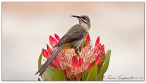 Cape Sugarbird