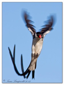 Pin-tailed Whydah doing his 