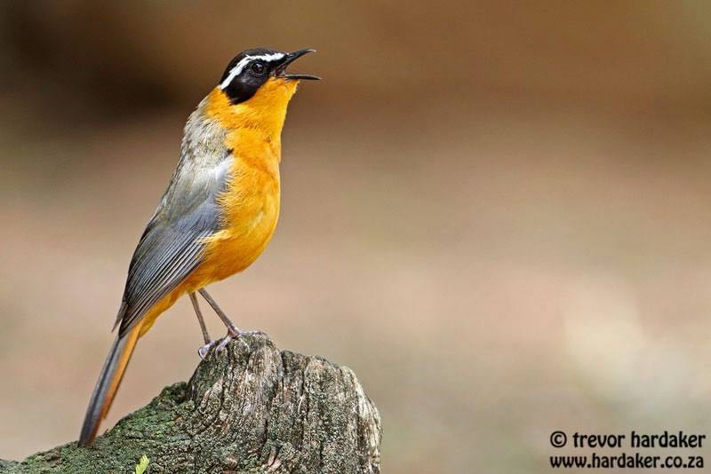 White-browed Robin-chat 