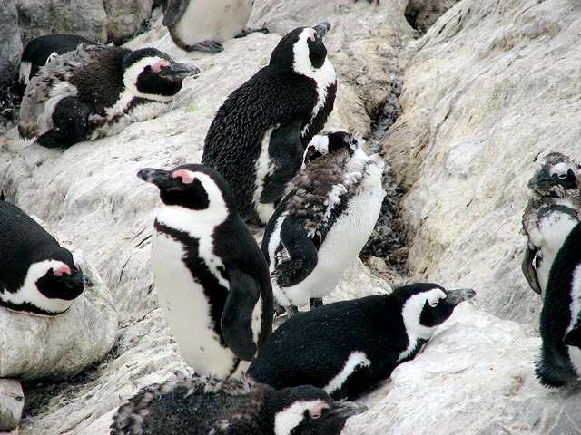 African Penguin moulting  copy