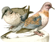 Laughing Dove and Ring-necked Dove 